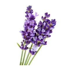 Olejek lawendowy 10ml